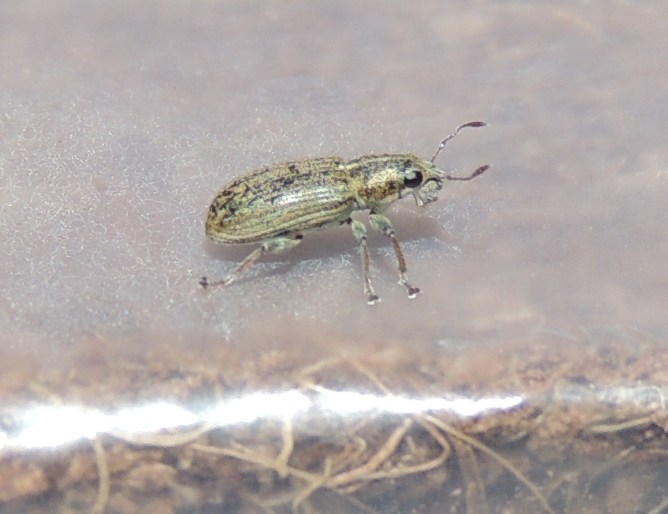 Pea Weevil from Nottinghamshire, UK on March 30, 2024 at 02:00 PM by ...