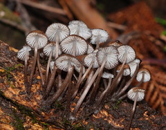 Mycena mulawaestris