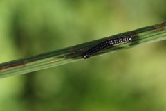 Depressaria daucella