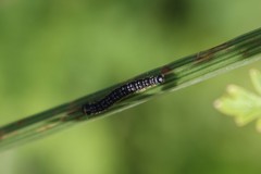 Depressaria daucella