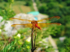 Sympetrum croceolum