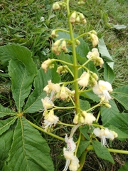 Aesculus hippocastanum