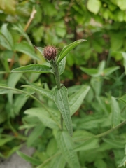 Centaurea nigra