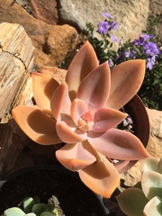 Graptopetalum