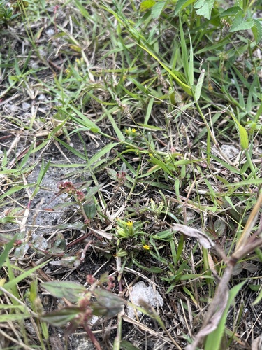Foto de Carrapicho-de-agulha