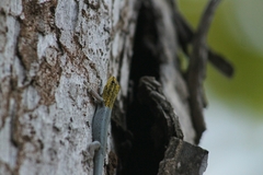 Lygodactylus picturatus