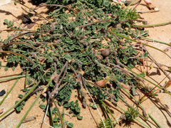 Onobrychis wettsteinii