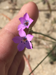 Polemoniaceae