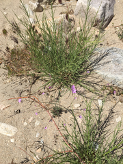Polemoniaceae