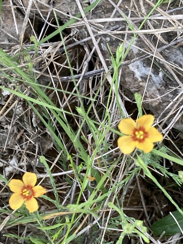 Texas flax (Linum hudsonioides)