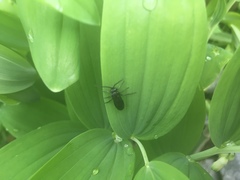 Phymatocera aterrima