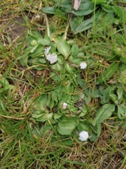 Bellis perennis