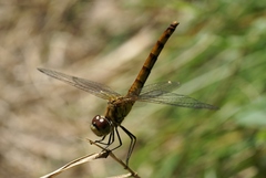 Sympetrum cordulegaster