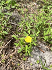 Crocanthemum corymbosum, photograph Ian Talty, CC BY, iNaturalist via GBIF