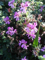 Pelargonium quercifolium