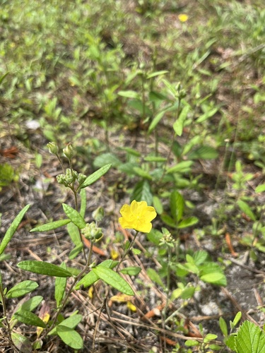 Crocanthemum corymbosum, photograph 5