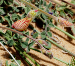 Onobrychis wettsteinii