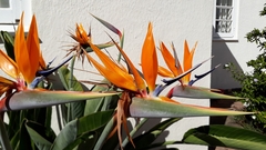 Strelitzia reginae reginae