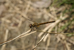 Sympetrum cordulegaster
