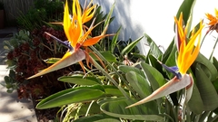 Strelitzia reginae reginae