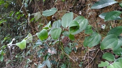 Smilax bracteata