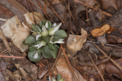 Obolaria virginica
