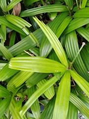 Trachycarpus fortunei