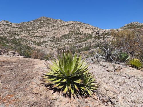 Agave schidigera