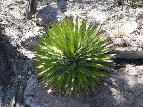 Agave schidigera