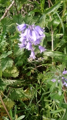 Hyacinthoides hispanica