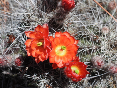 Echinocereus polyacanthus