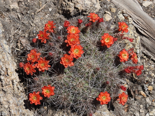 Echinocereus polyacanthus