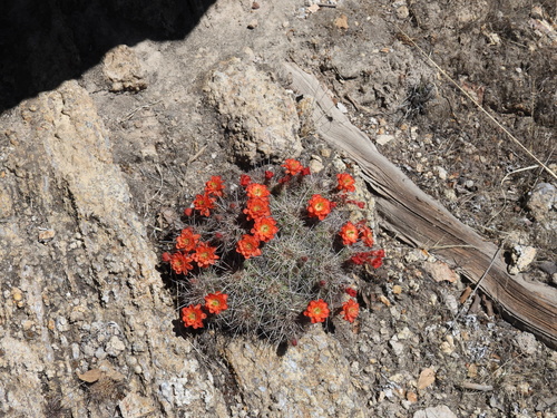 Echinocereus polyacanthus