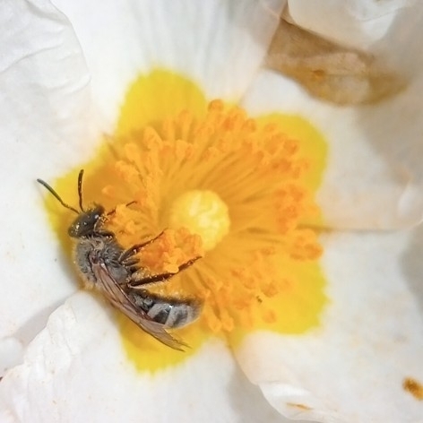 Grey-tailed Furrow Bee