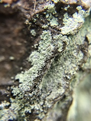 Lepraria harrisiana