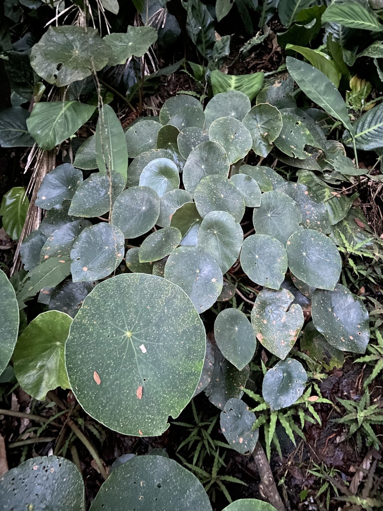 Begonia santos-limae; photograph Alexandre Magno, CC BY, iNaturalist via GBIF