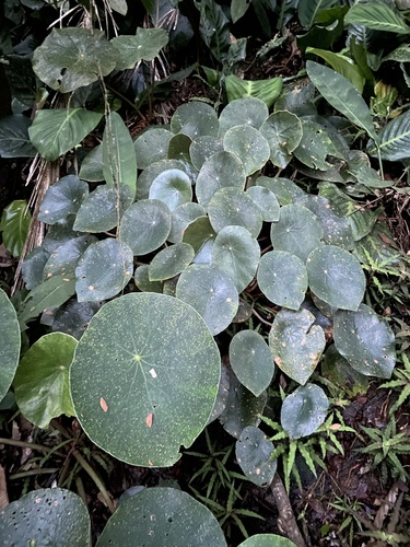 Begonia santos-limae
