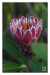 Protea lacticolor
