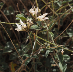 Bituminaria flaccida