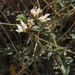Bituminaria flaccida - Photo (c) Ron Frumkin,  זכויות יוצרים חלקיות (CC BY-NC), הועלה על ידי Ron Frumkin