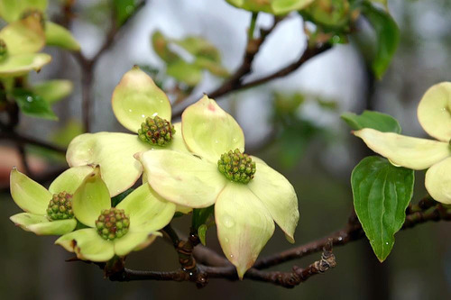 Cornus x rutgersensis, photographed by an iNaturalist contributor
