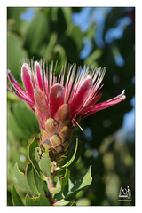 Protea aurea aurea × punctata