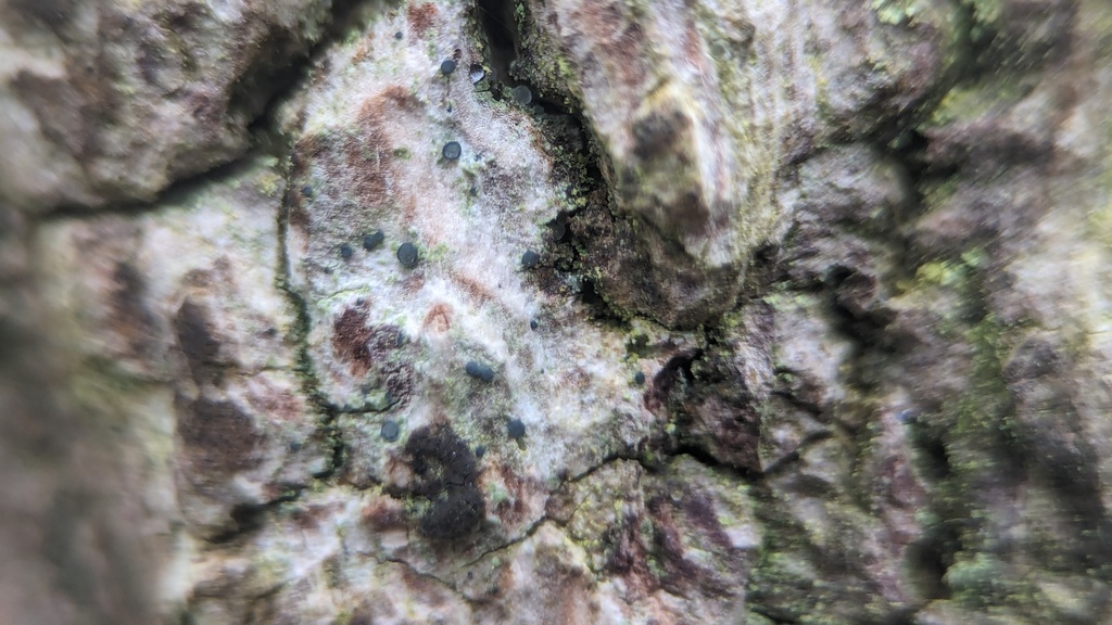Bacidina caerulea