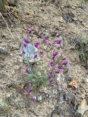 Streptanthus glandulosus glandulosus