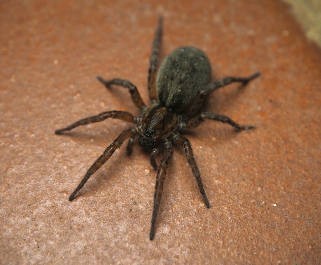 Bear Spiders from Cáceres, Spain on March 29, 2024 at 01:06 AM by ...