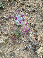 Streptanthus glandulosus glandulosus