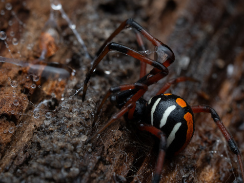 Northern black widow