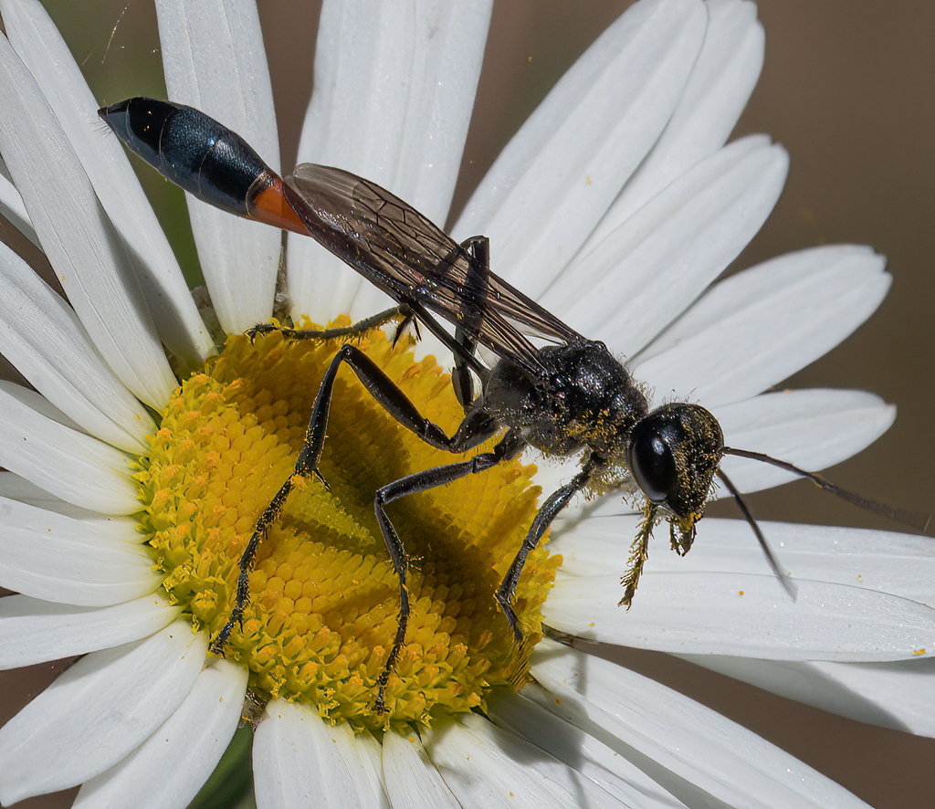 Threadwaisted Sand Wasps from Greenridge State Forest, Hoop Pole Rd