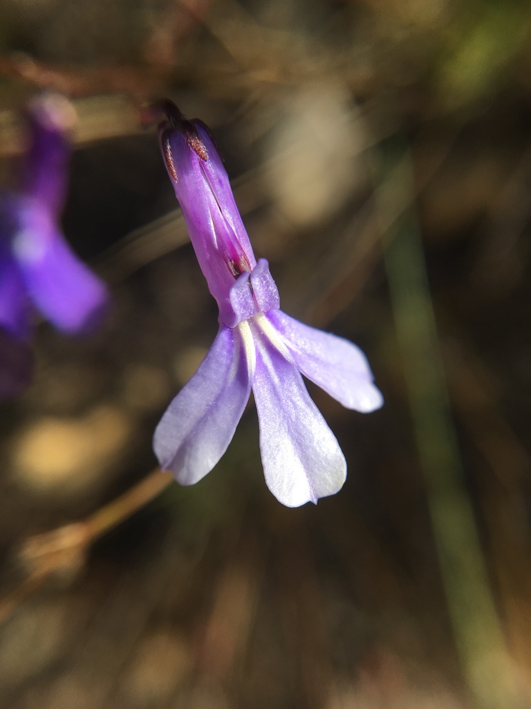 Flatpine Lobelia