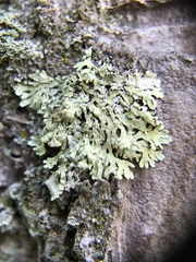 Parmeliopsis subambigua